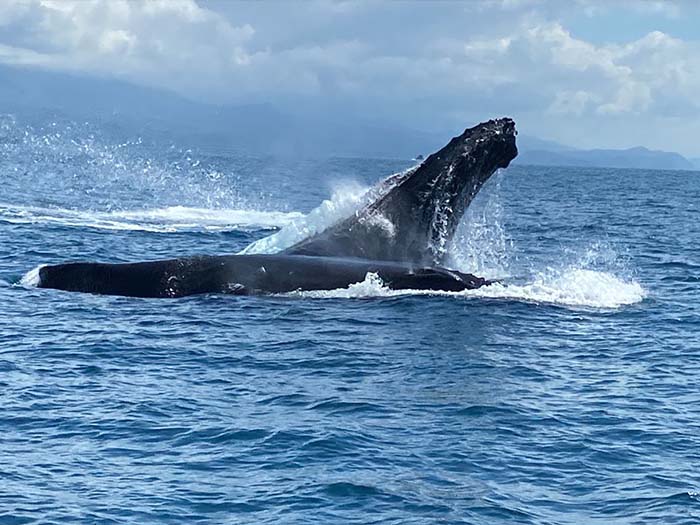Whale Watching in Uvita Costa Rica with Luminosa Hostel